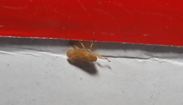 Sconosciuta (Cicadellidae)